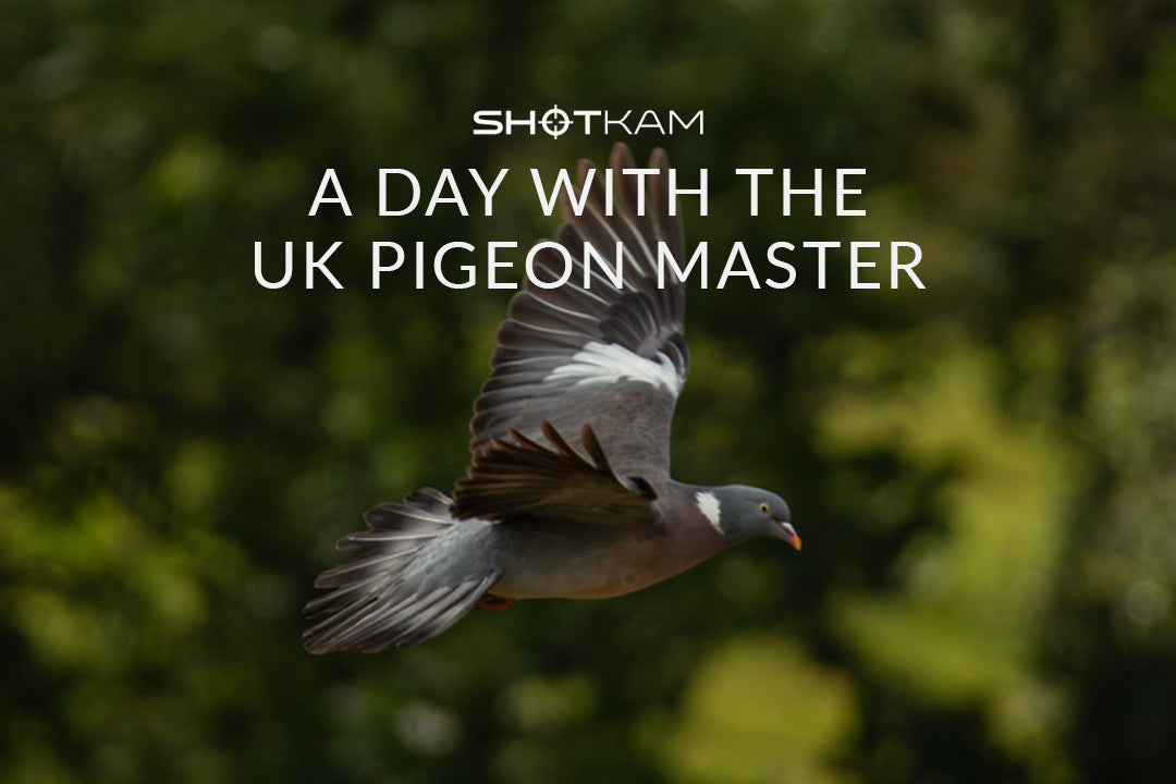 A day with the UK Pigeon Master: Close-up of a pigeon in flight, featuring tips for pigeon shooting with TGS Outdoors.