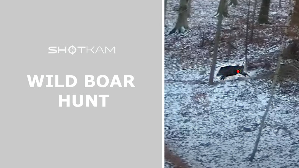 Wild Boar Hunting in the Snow | Rifle Footage By GoneHunting DK